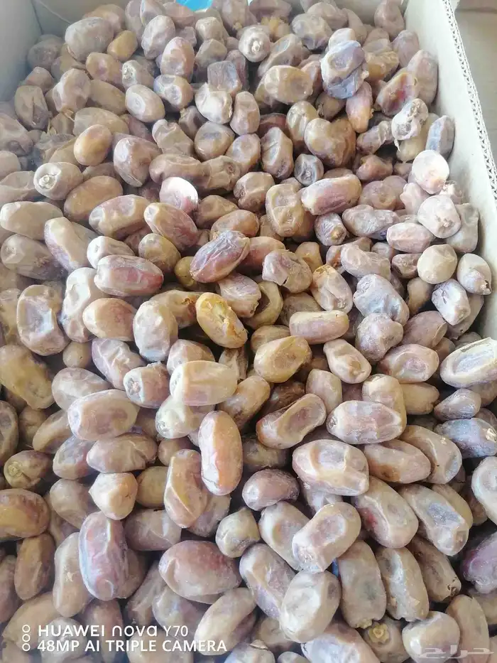 سته طن خلاص حبه وسط للبيع 0