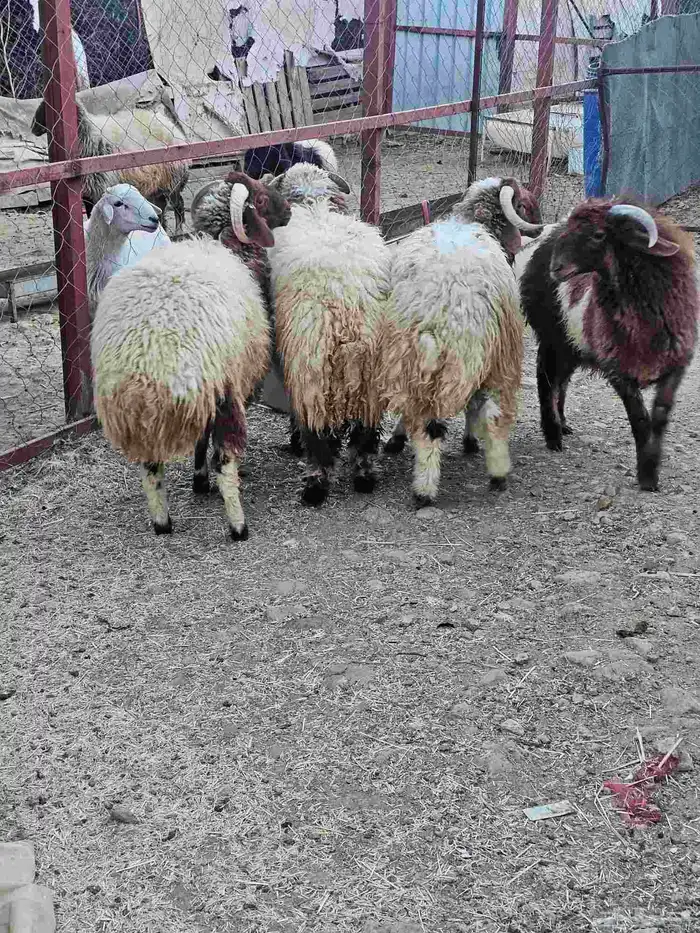 خرفان نعيمي للبيع الموقع أبها اتوصل جول 1