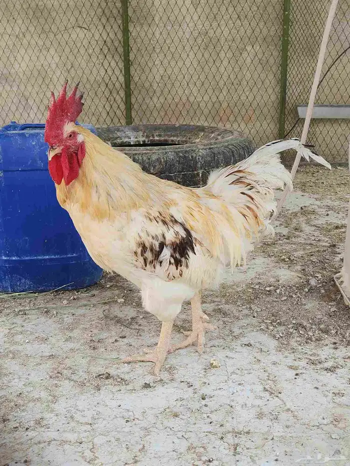 ديك لوهمان العمر اقل من سنة 0