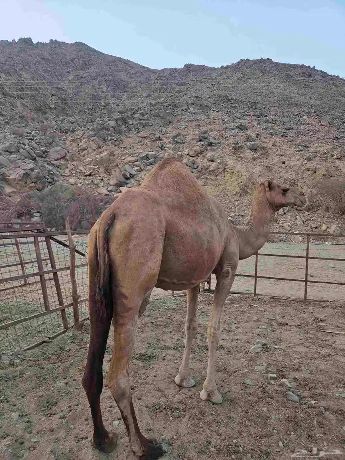 ناقه لقح للبيع 1