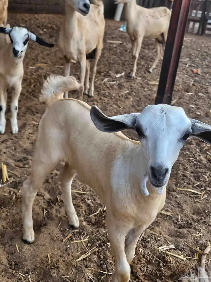 جفره بيشه فاخره 0