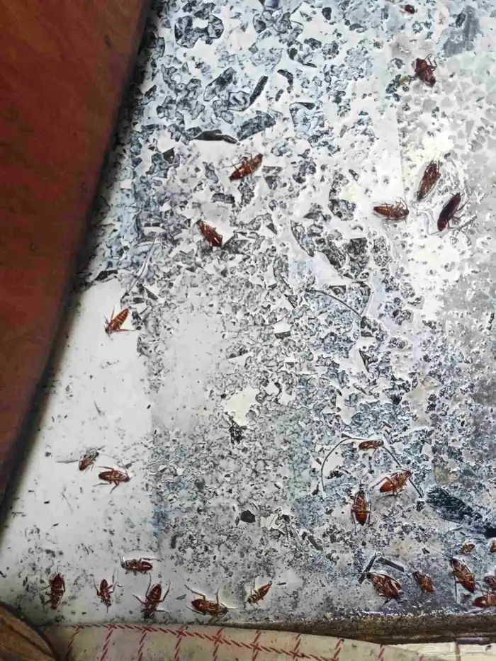 شركة مكافحة حشرات بالجبيل ورش مبيدات بالدمام بالقطيف 6