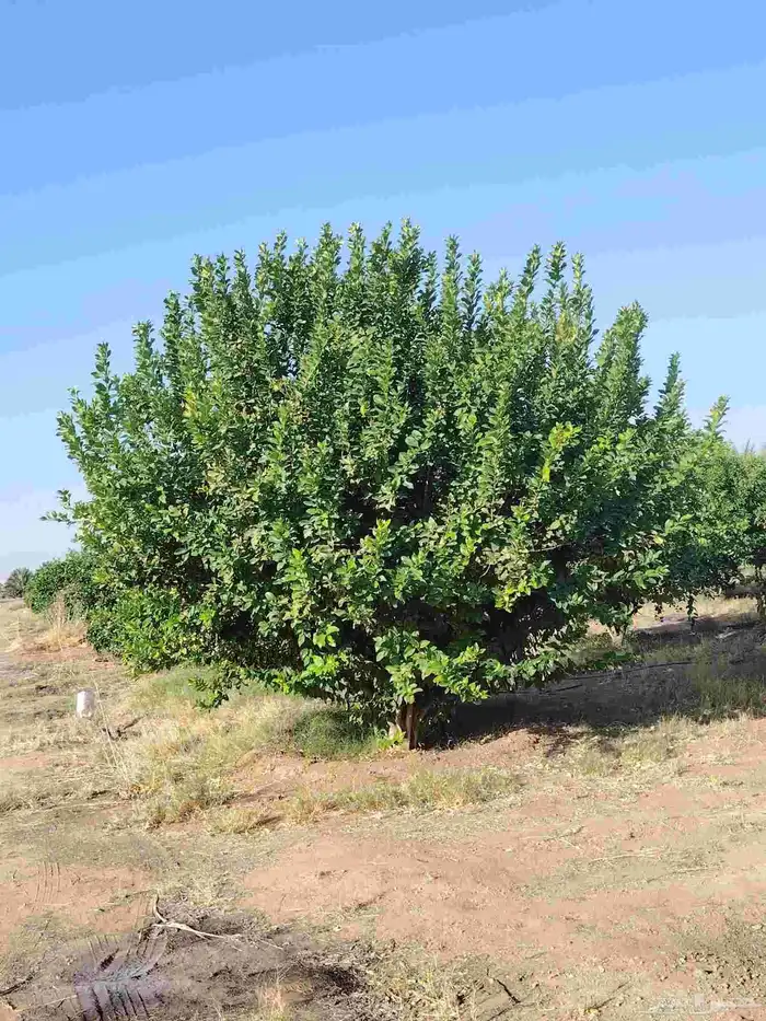 زيتون معمر وبرتقال وليمون 4