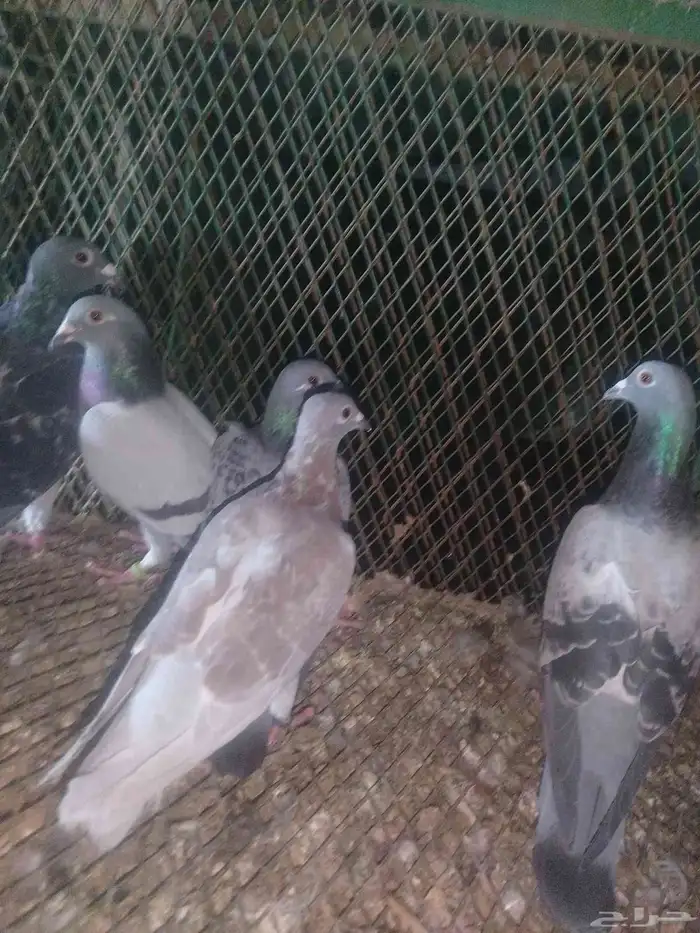 زواجل اصول 6