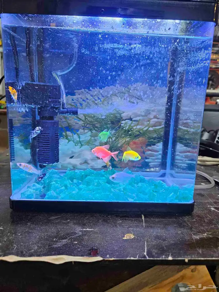 حوض سمك زينه مع السمك 9