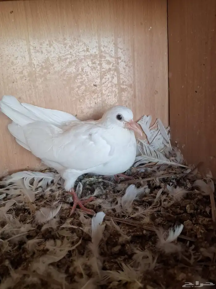 زغاليل حمام فرنسي للبيع بالمشاعلة بالمزاحمية 4