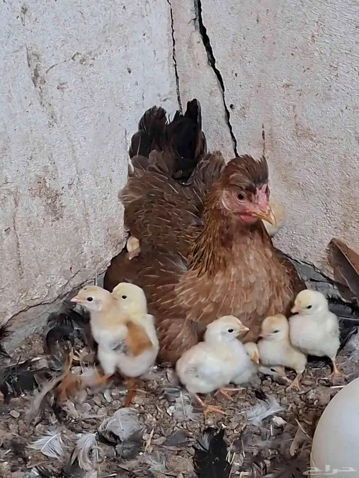 دجاجة ترثة تحتها صيصان 1