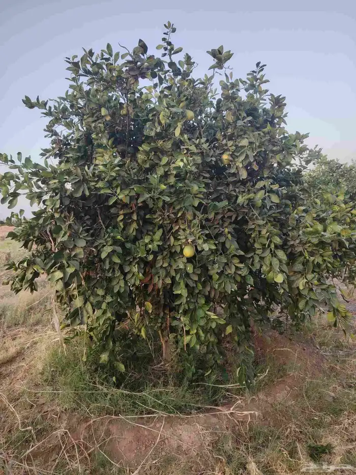 زيتون معمر وبرتقال وليمون 5