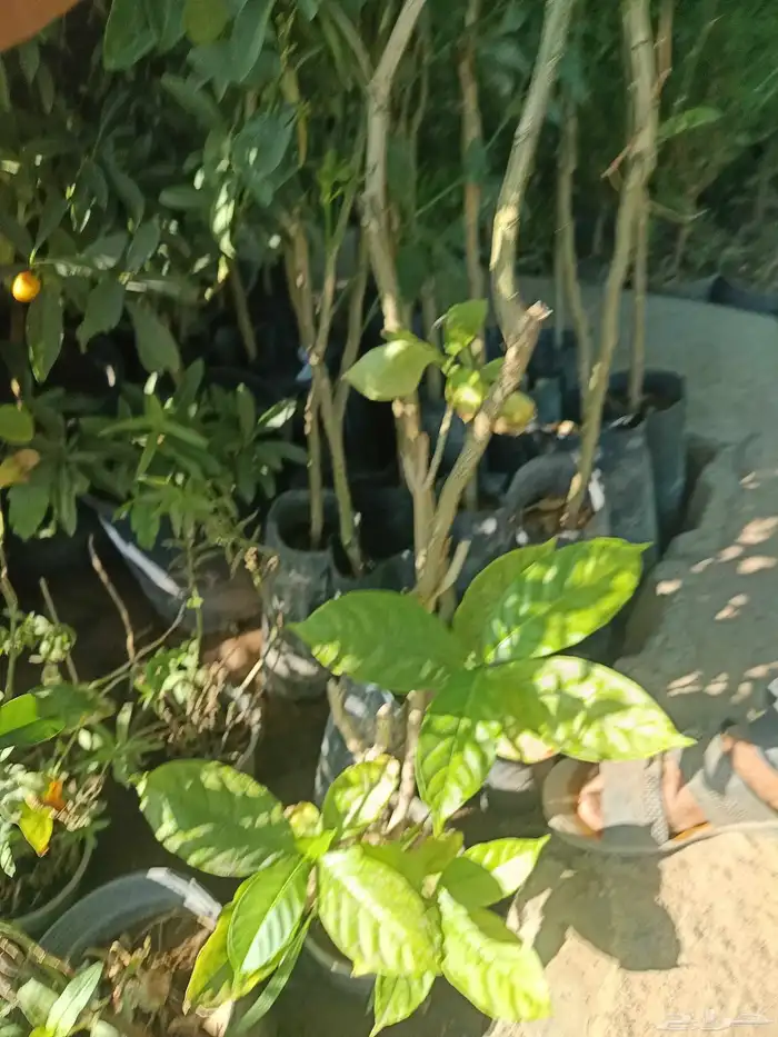 مشتل الخليل لجميع انواع الأشجار والنباتات 1