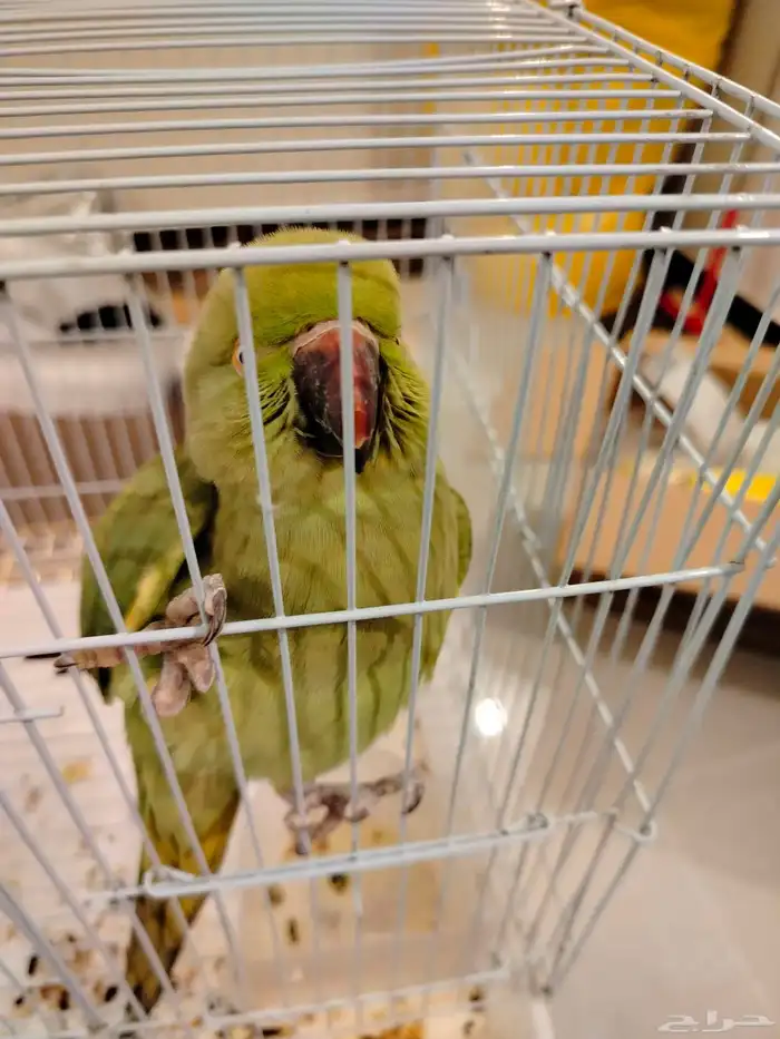 بغبغاء الدره 4