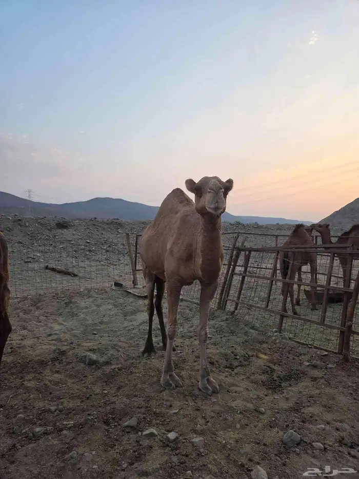 ناقه لقح للبيع 3