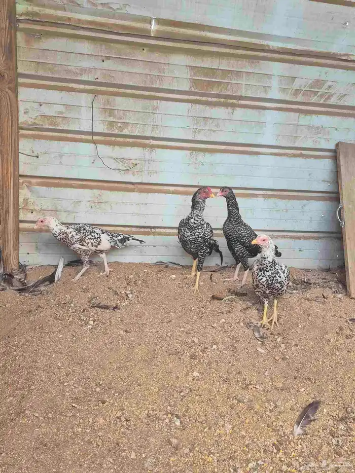 للبيع بشاير ميوالي 9