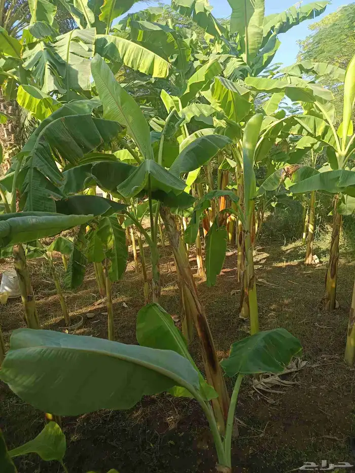 مشتل الخليل لجميع انواع الأشجار والنباتات 8