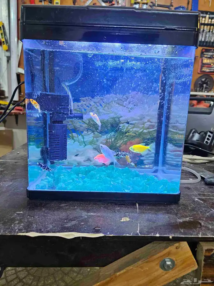 حوض سمك زينه مع السمك 8