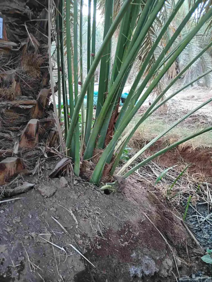 يوجد لدينا فسايل صقعي مجدول صفاوي عجوه برني 4