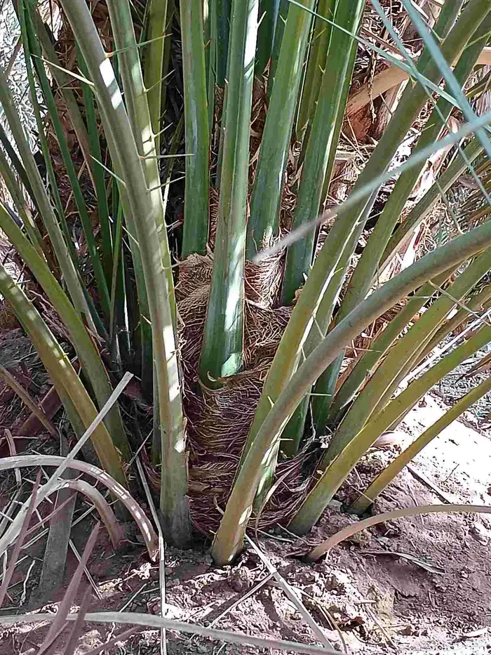 يوجد لدينا فسايل صقعي مجدول صفاوي عجوه برني 0