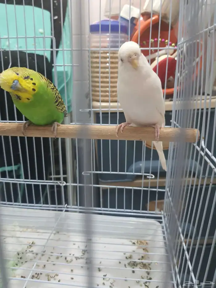 قفص بغبغاء كبير مع استاند جواز عصافير بادجي 2