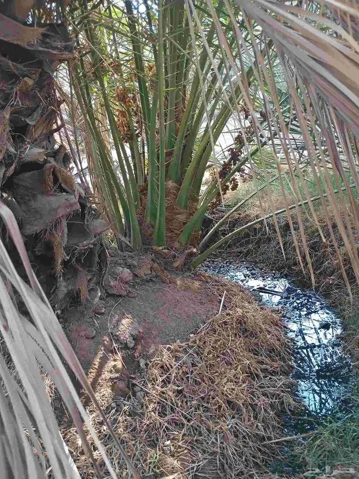 يوجد لدينا فسايل صقعي مجدول صفاوي عجوه برني 1