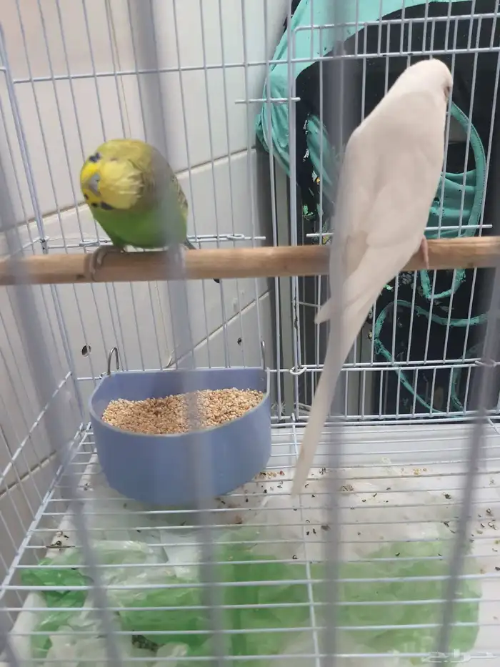 قفص بغبغاء كبير مع استاند جواز عصافير بادجي 4