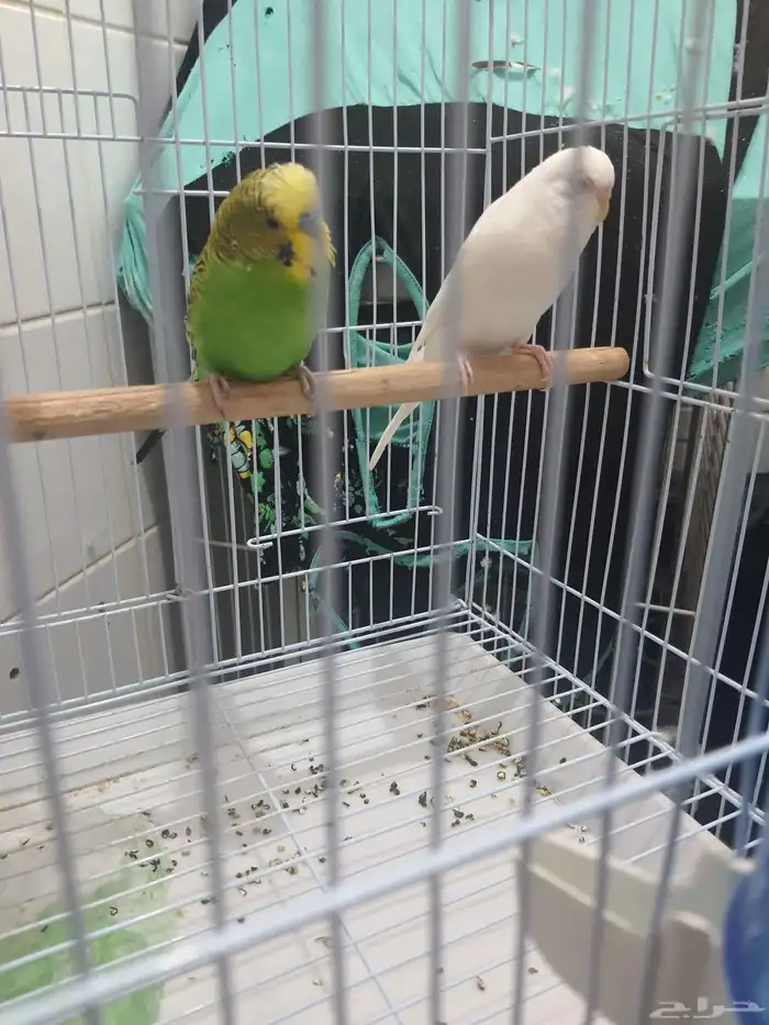 قفص بغبغاء كبير مع استاند جواز عصافير بادجي 3