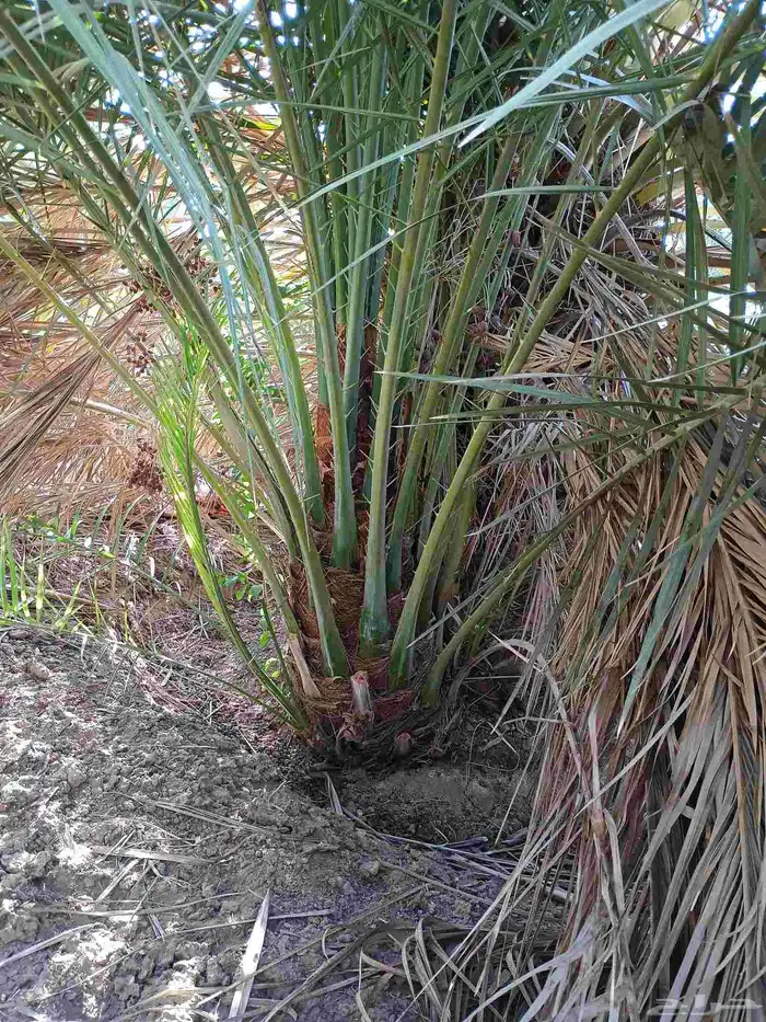 يوجد لدينا فسايل صقعي مجدول صفاوي عجوه برني 2