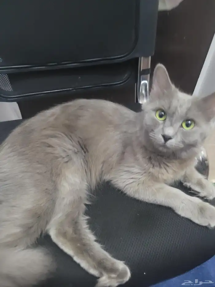 قطه سكوتش فولد تبني 1