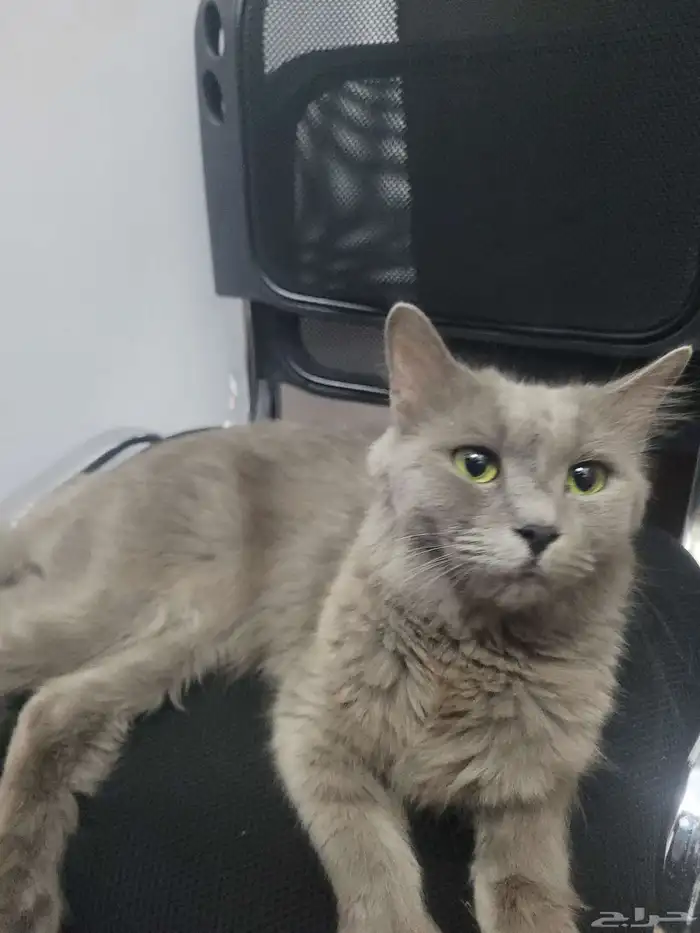 قطه سكوتش فولد تبني 0