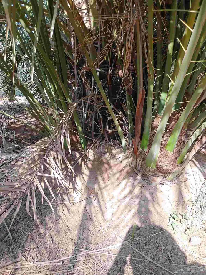 يوجد لدينا فسايل صقعي مجدول صفاوي عجوه برني 3