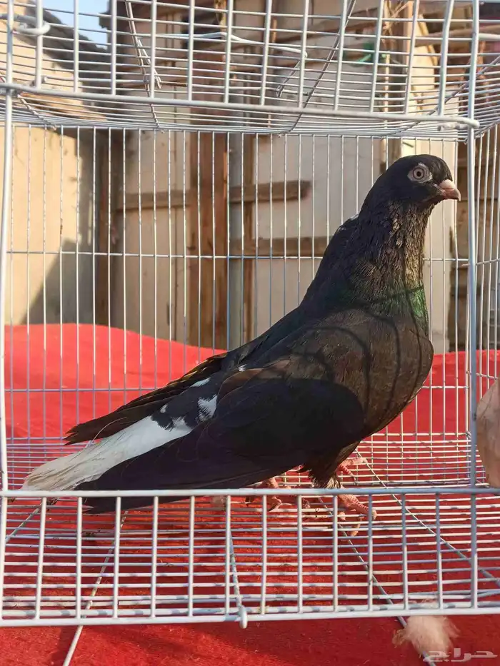 جوز حمام قطيفي قلاب 4