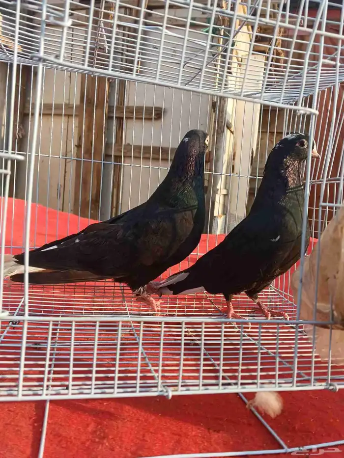 جوز حمام قطيفي قلاب 2