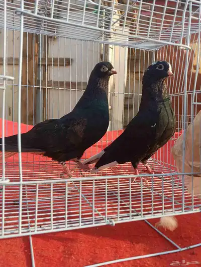 جوز حمام قطيفي قلاب index