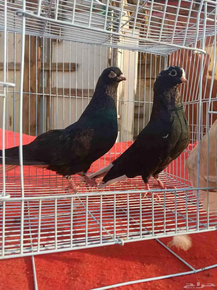 جوز حمام قطيفي قلاب 0