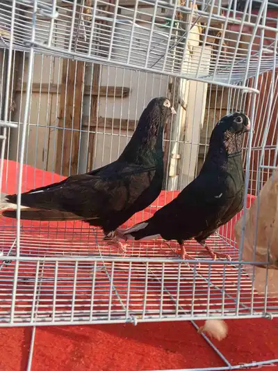 جوز حمام قطيفي قلاب index