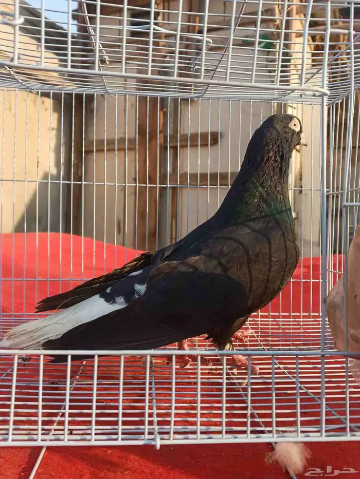 جوز حمام قطيفي قلاب 3