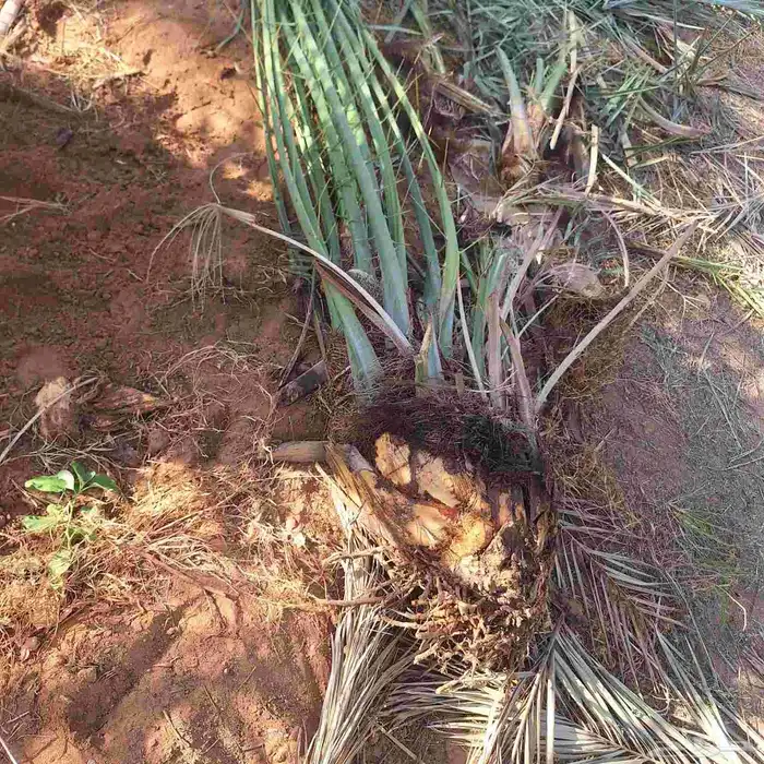 فروخ خلاص للبيع في اشيقر 0