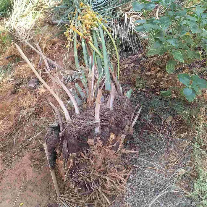 فروخ خلاص للبيع في اشيقر 1