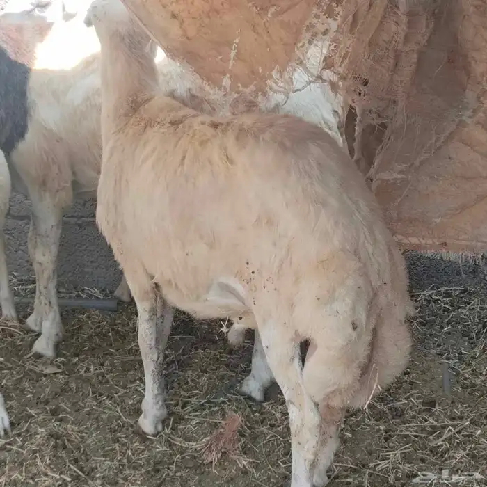 فرير تربيه بيت 6