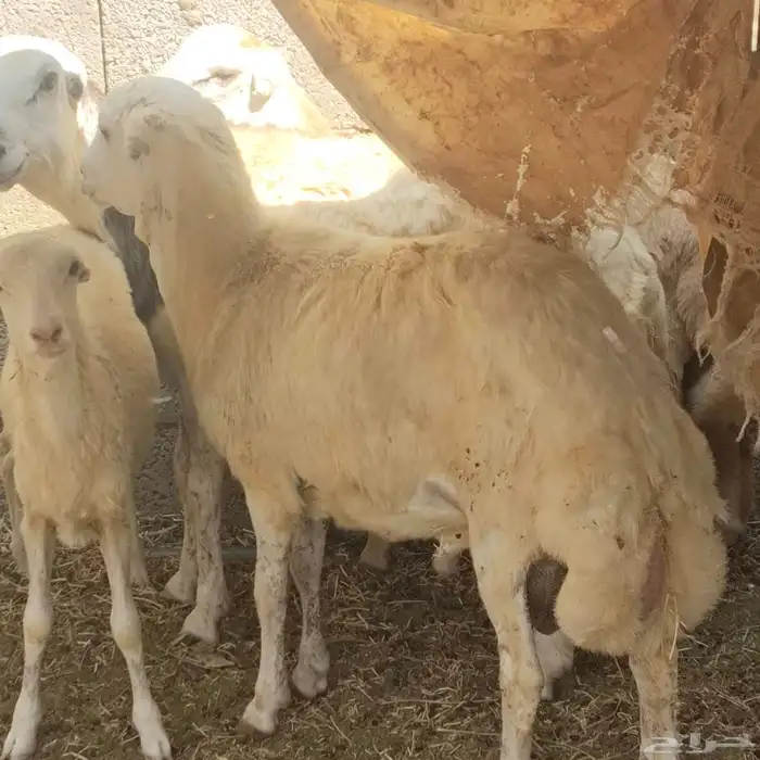 فرير تربيه بيت 3