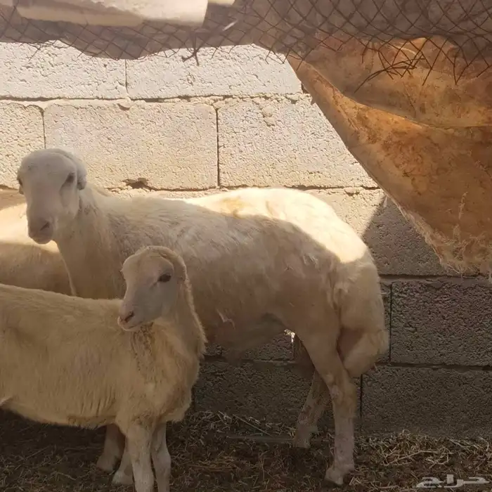 فرير تربيه بيت 0