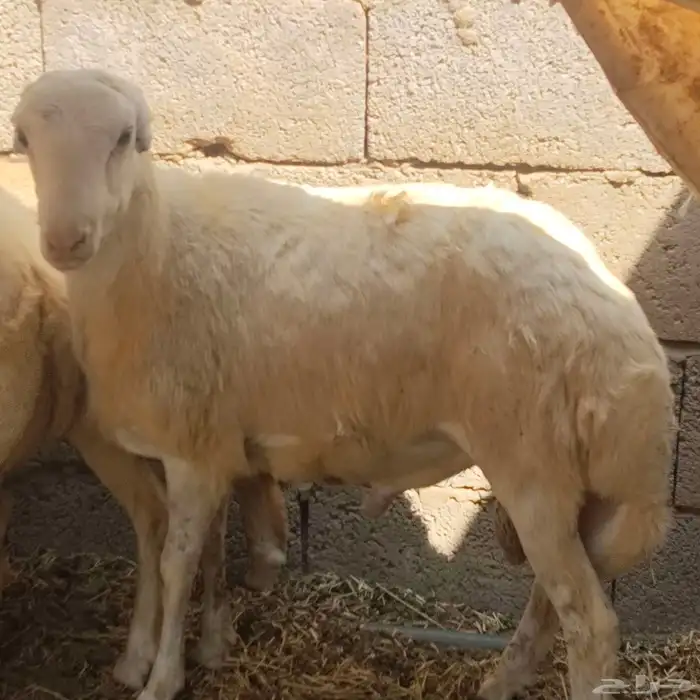 فرير تربيه بيت 9