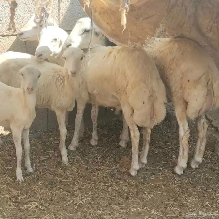 فرير تربيه بيت 5