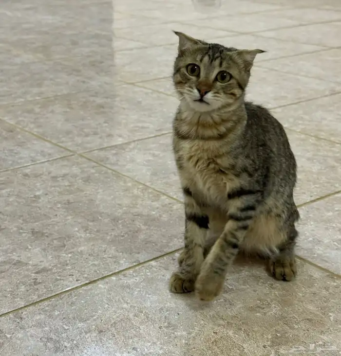 قطط للتبني 4