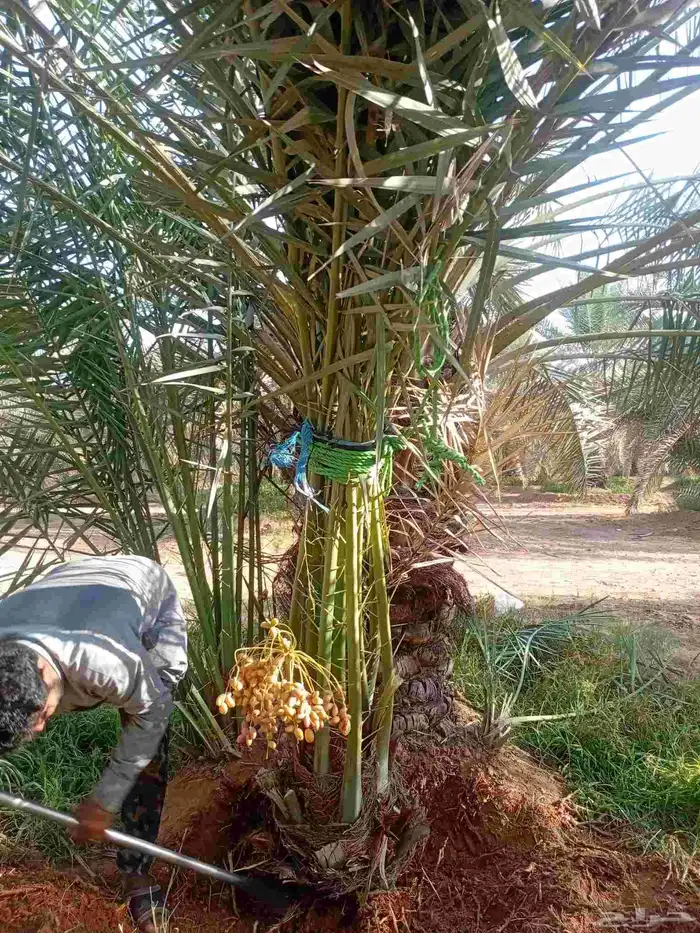 يوجد الدنيا نخل للبيع اخلاص وسكري وصقعي 0
