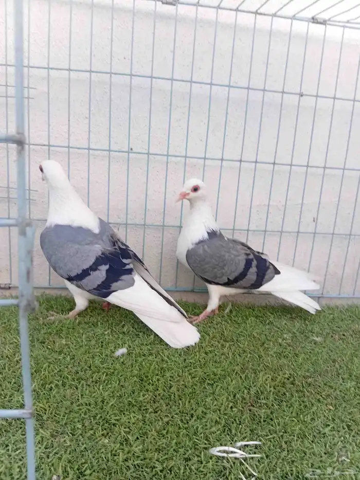 زوج حمام راعبي بفرخه 4