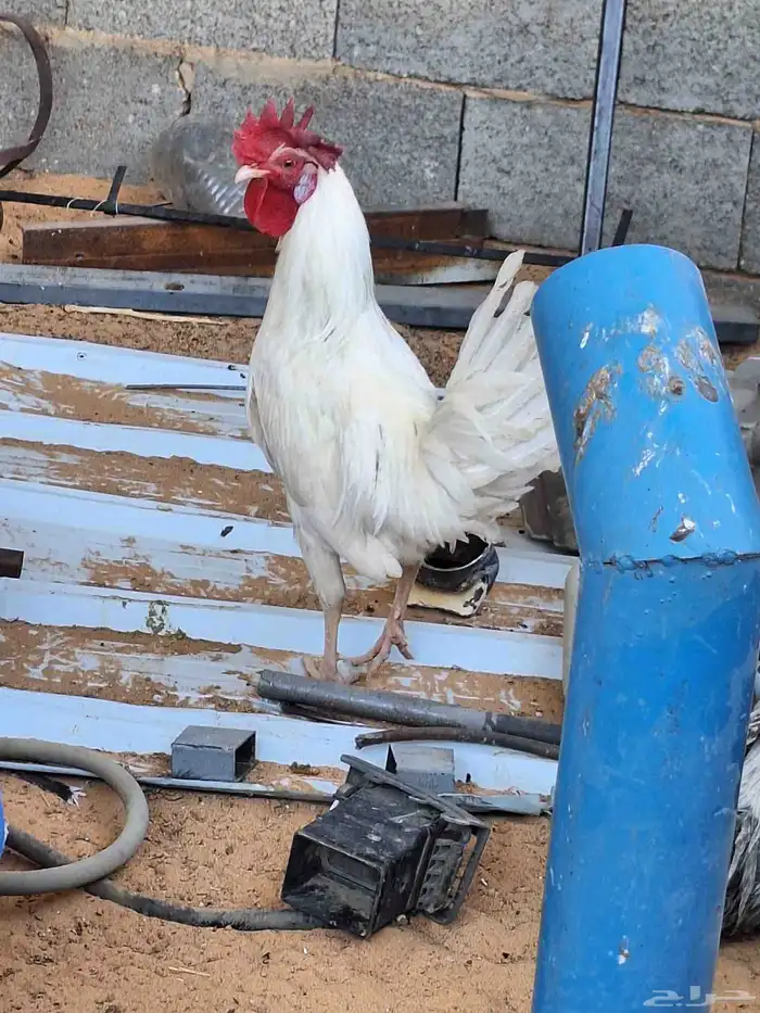 ديك ابيض للبيع 2