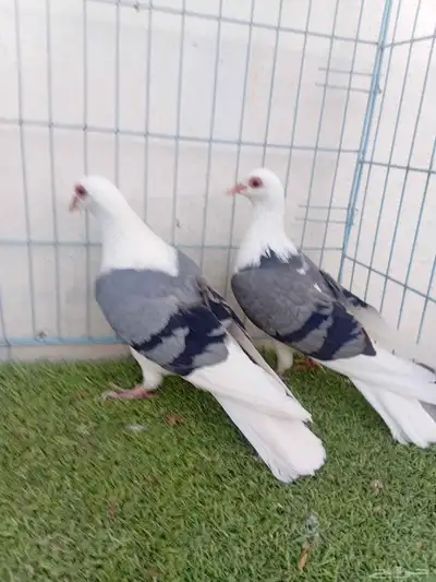 زوج حمام راعبي بفرخه index