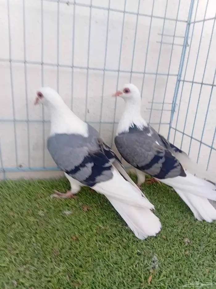 زوج حمام راعبي بفرخه 7