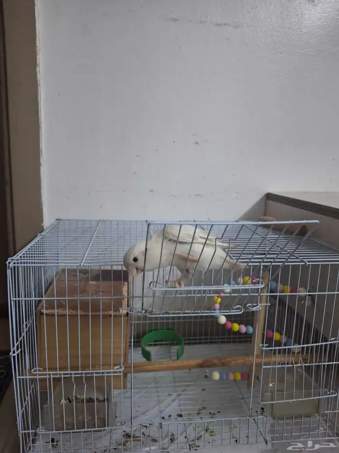 عصفور روز البينو مع القفص للبيع 3