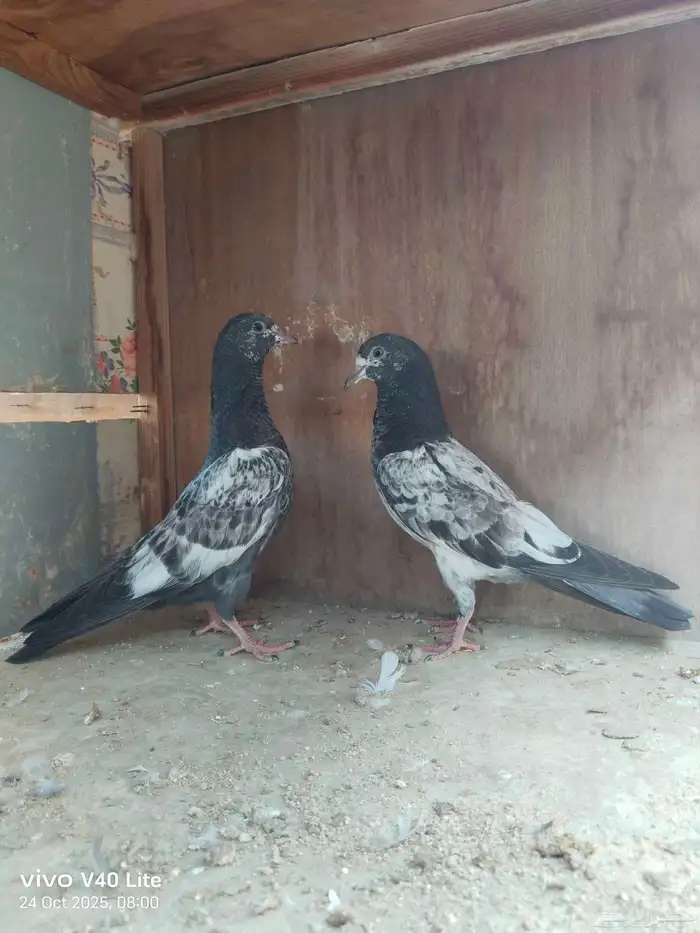 حمام باكستاني للبيع 3