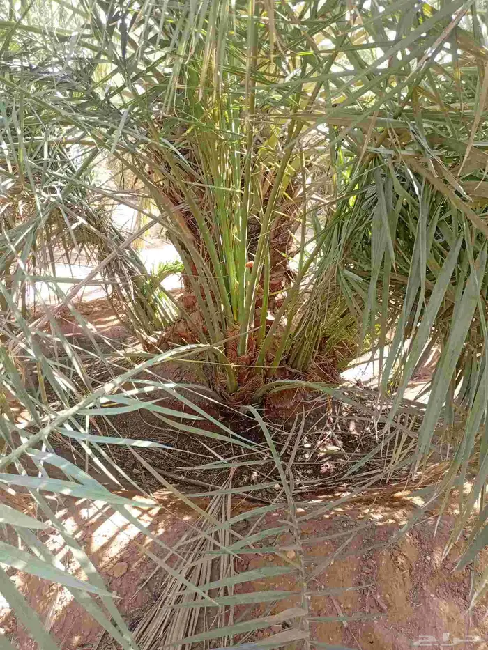 يوجد الدنيا نخل للبيع اخلاص وسكري وصقعي 2